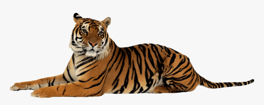 Tigre Acostado Mirando A La Derecha - Tiger Png, Transparent Png, Free Download