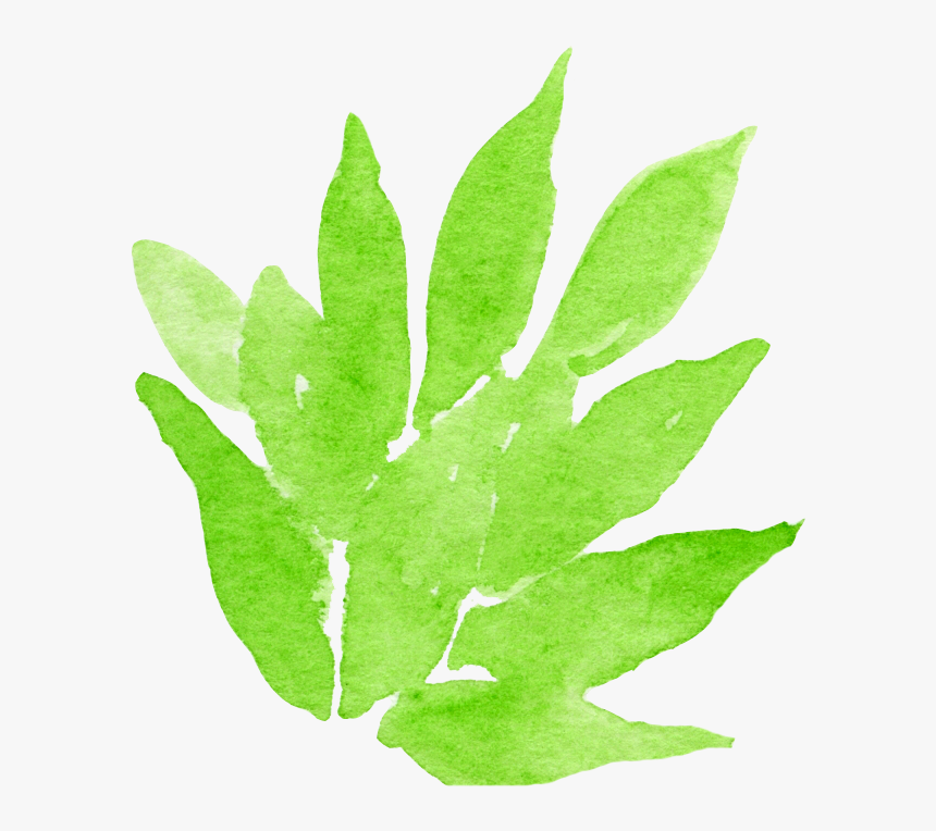 Transparent Watercolour Png - Agave, Png Download, Free Download