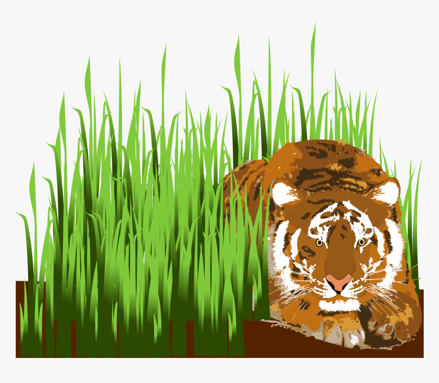 Transparent Tigre Clipart - Tiger In Grass Clipart, HD Png Download, Free Download