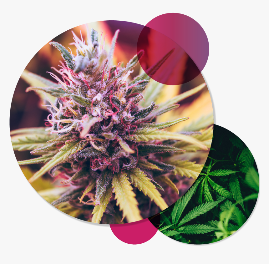 Cannabis Flower, HD Png Download, Free Download