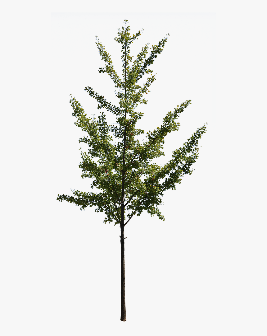 Ginkgo Biloba Tree Png, Transparent Png, Free Download