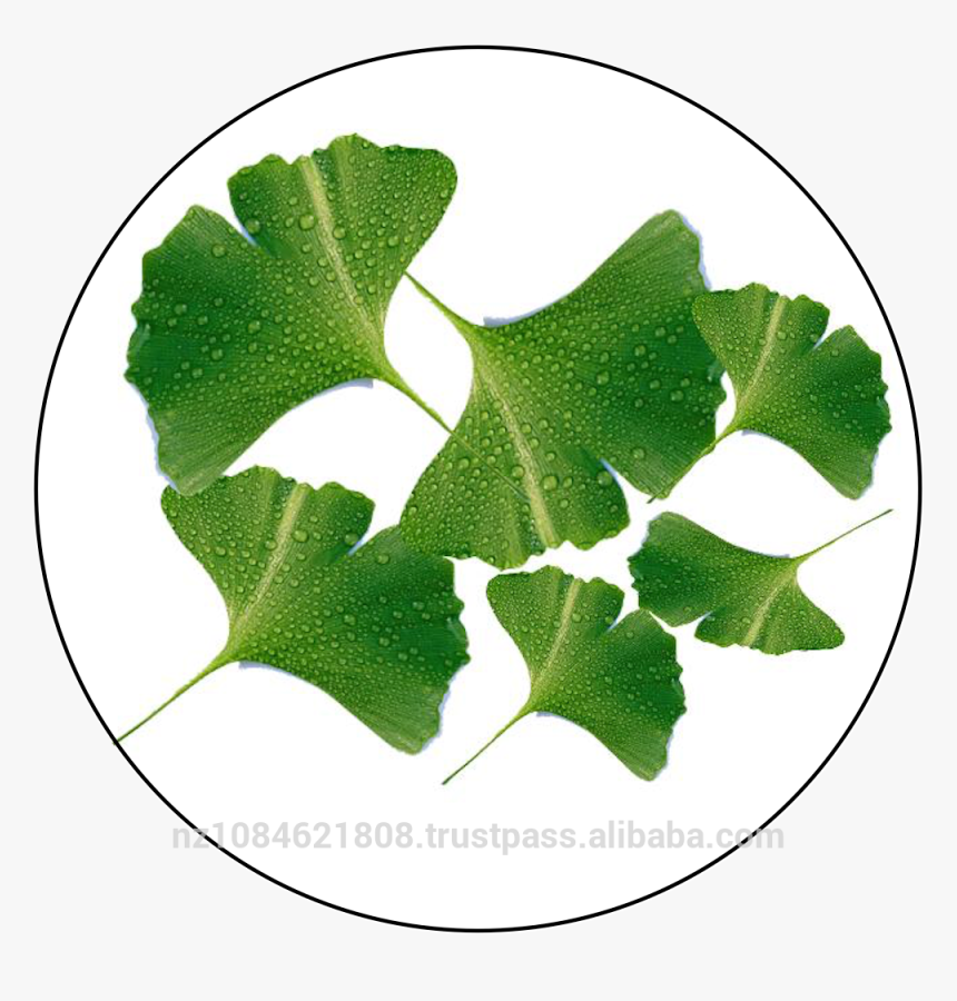 Transparent Ginkgo Tree Png - Lebel Ginkgo Biloba Png, Png Download, Free Download