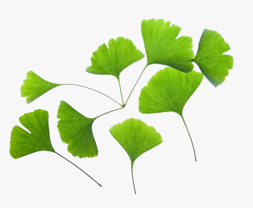 Ginkgo Biloba Extract Png, Transparent Png, Free Download