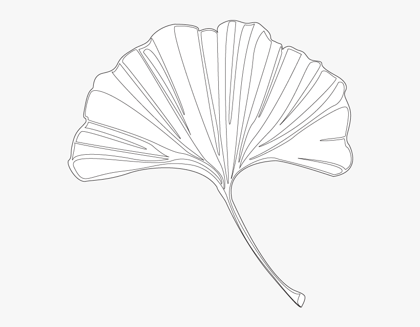 Maidenhair Tree , Png Download - Maidenhair Tree, Transparent Png, Free Download