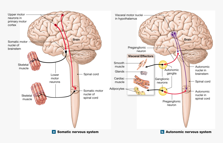 Identify The Components Of The Autonomic Nervous System, HD Png Download, Free Download