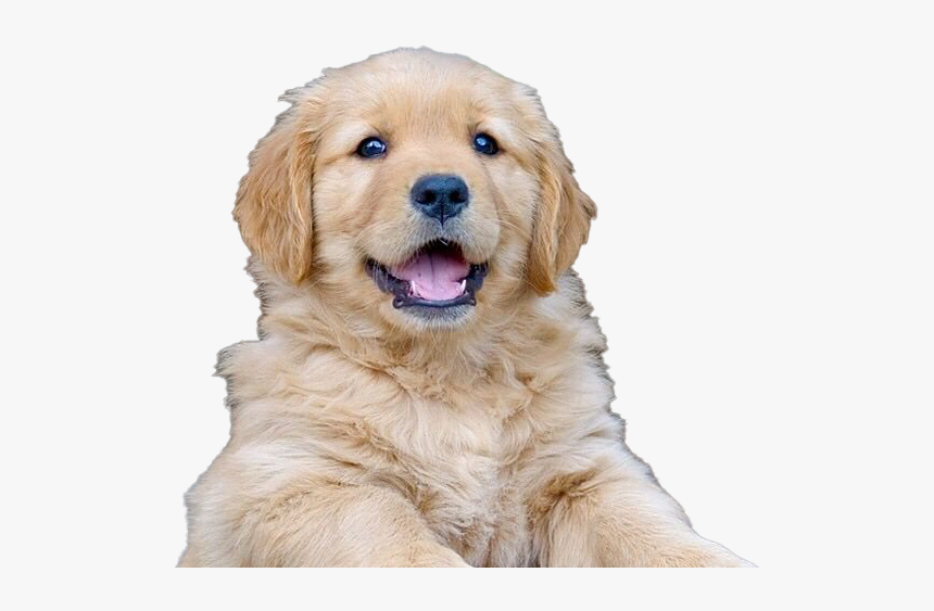 Golden Retriever Puppy Png File - Golden Retriever, Transparent Png, Free Download