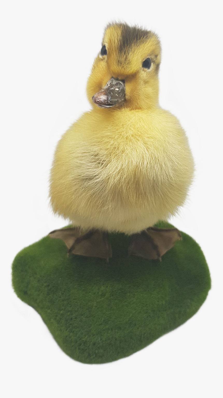 Duck, HD Png Download, Free Download