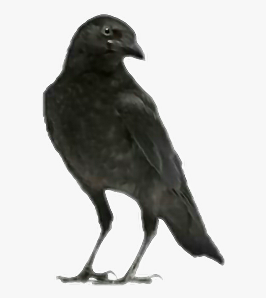 #bird #raven #crow #spooky #halloween #edgarallenpoe - Crows, HD Png Download, Free Download