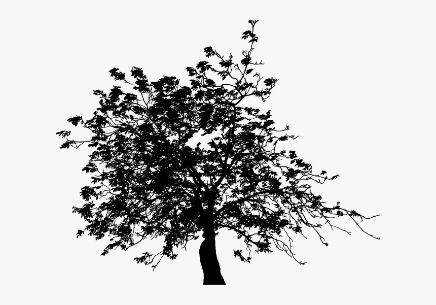 Tree, HD Png Download, Free Download