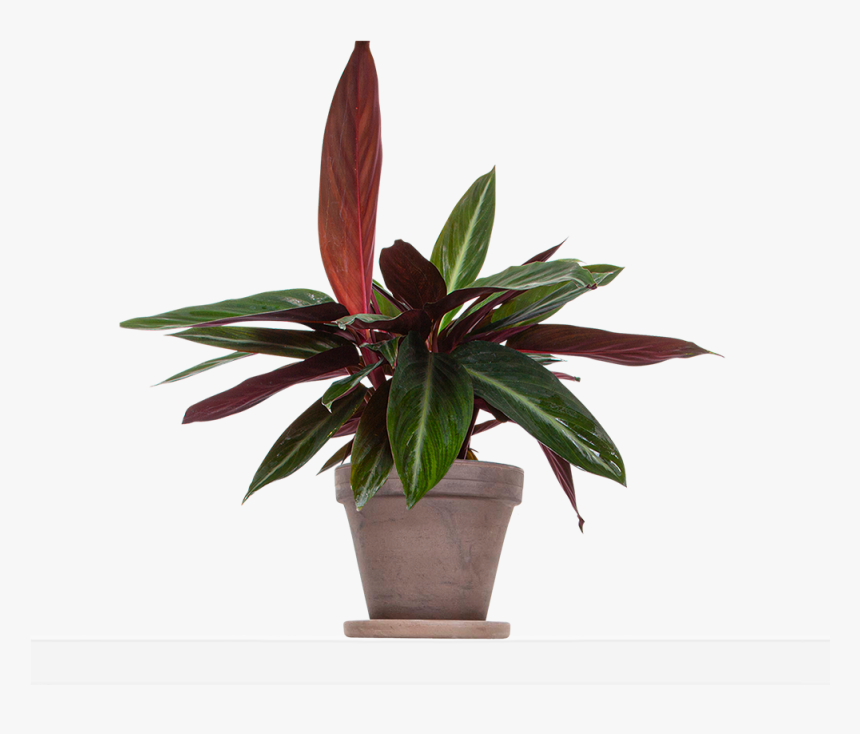 Large / Grey Terra Cotta - Houseplant, HD Png Download, Free Download