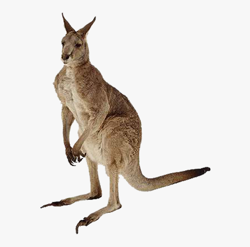 Picsart All New 2018 Png , Png Download - Kangaroo Transparent Background Png, Png Download, Free Download