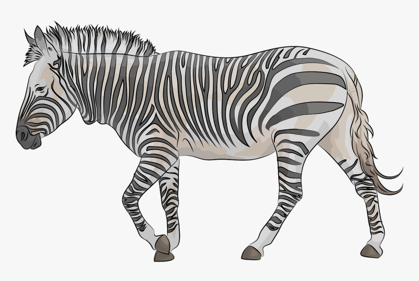 Quagga, HD Png Download, Free Download