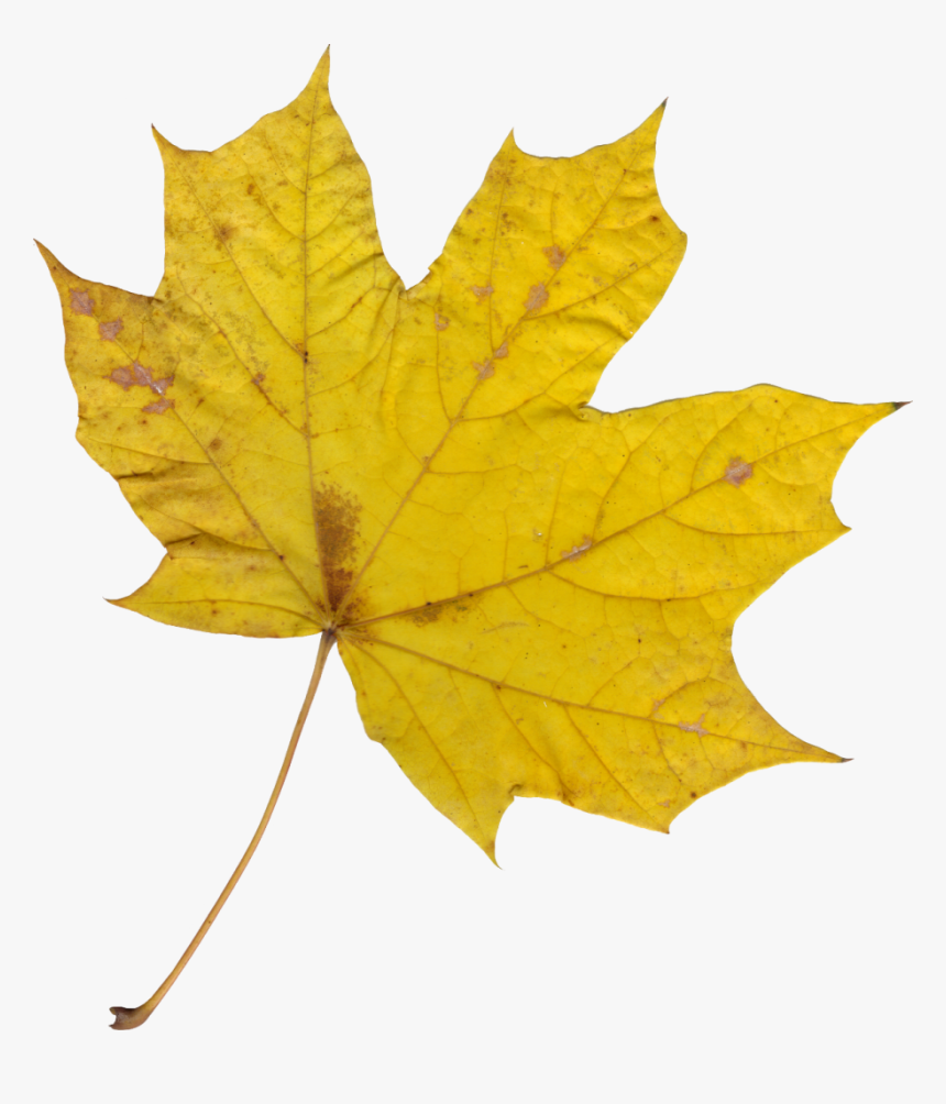 Maple Leaf - Maple Leaf Laurier University Logo, HD Png Download, Free Download