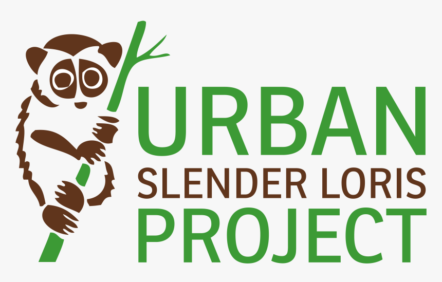 Urban Slender Loris Project, HD Png Download, Free Download