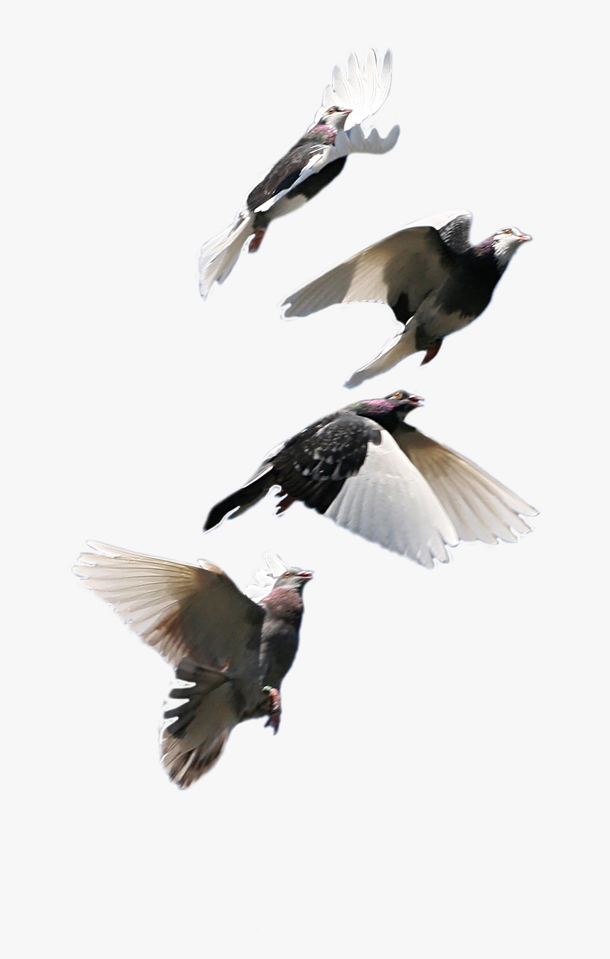 Flying Birds 9 - Pigeon Flock, HD Png Download, Free Download