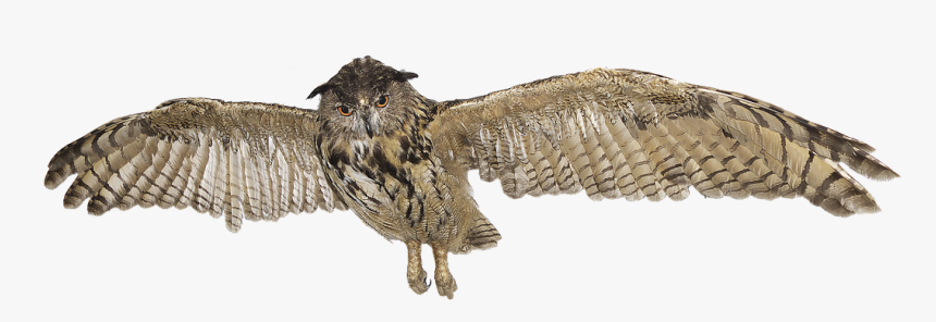 Transparent Great Horned Owl Png, Png Download, Free Download