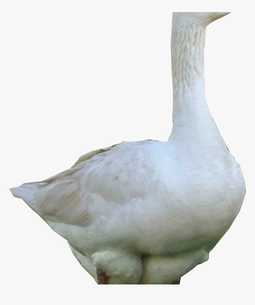 3d White Goose Png Image Hd Wallpapers Download For - Goose, Transparent Png, Free Download