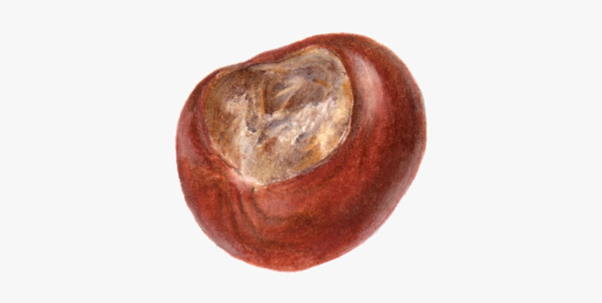 Conker With No Background, HD Png Download, Free Download