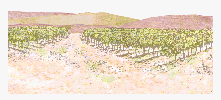 Vineyard, HD Png Download, Free Download