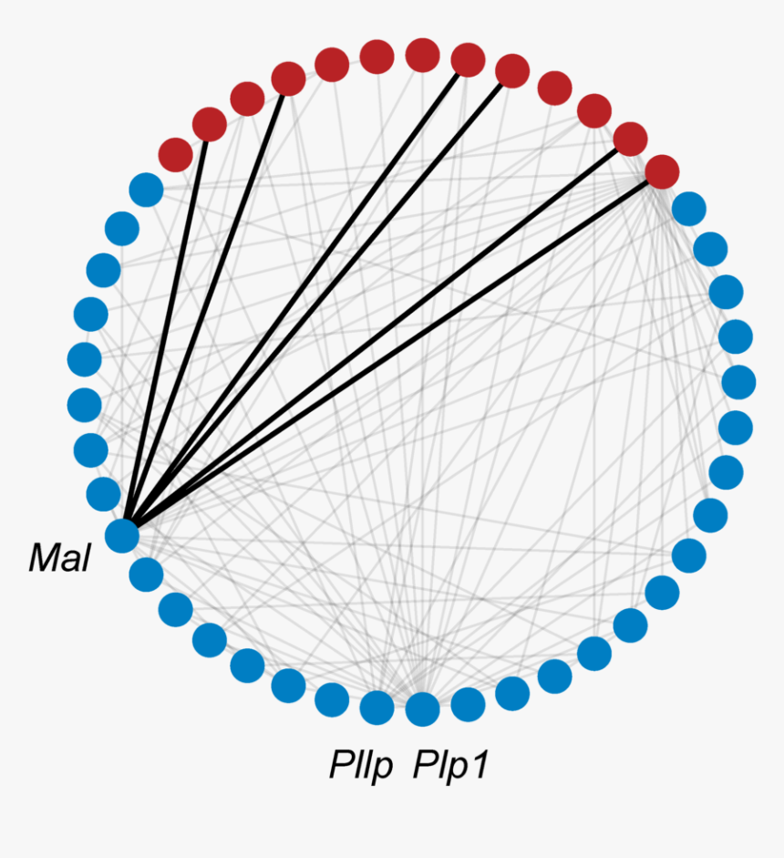 Genewalk Subnetwork Of Three Input Genes - Tasbih Vector Png, Transparent Png, Free Download