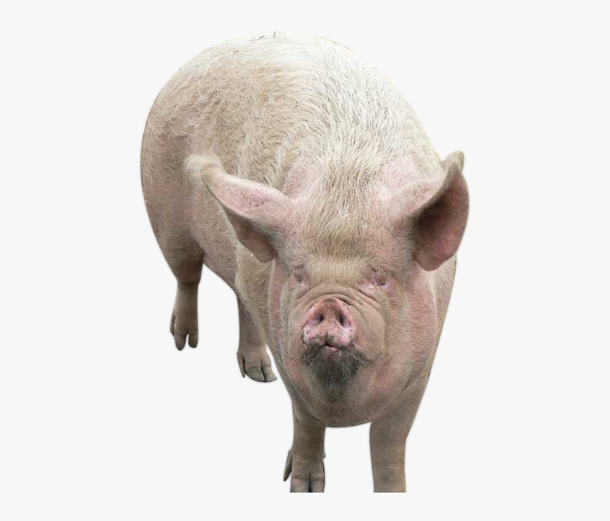 Transparent Pig - Trump Looks Like A Pig, HD Png Download, Free Download