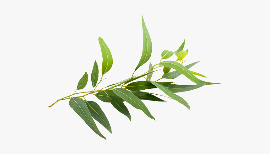 190604ieucalyptus - Eucalyptus Radiata Png, Transparent Png, Free Download