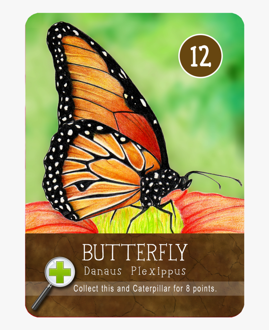 Butterfly, HD Png Download, Free Download