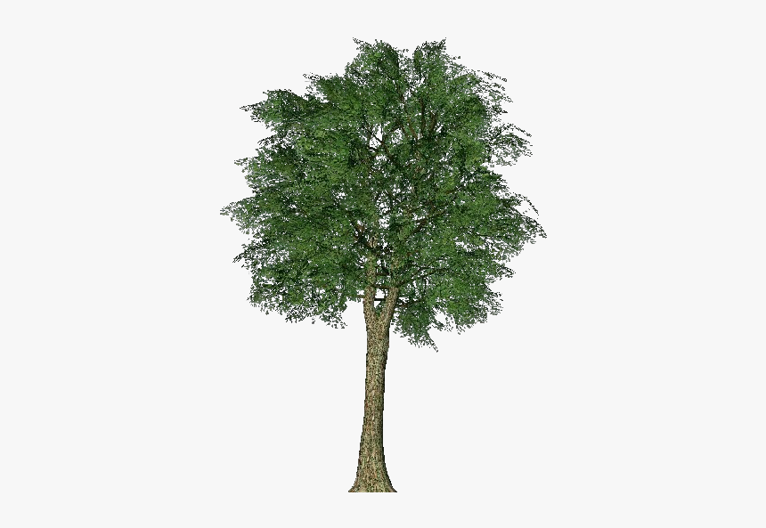 3d Trees - Oak - Acca Software - Tree, HD Png Download, Free Download