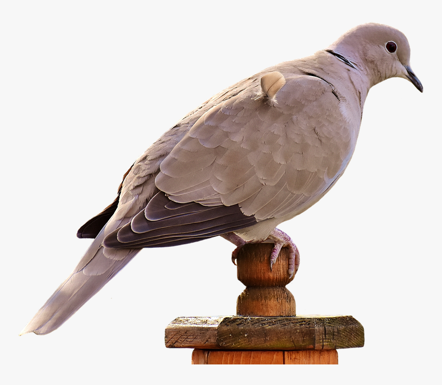 Collared Dove Transparent Background, HD Png Download, Free Download