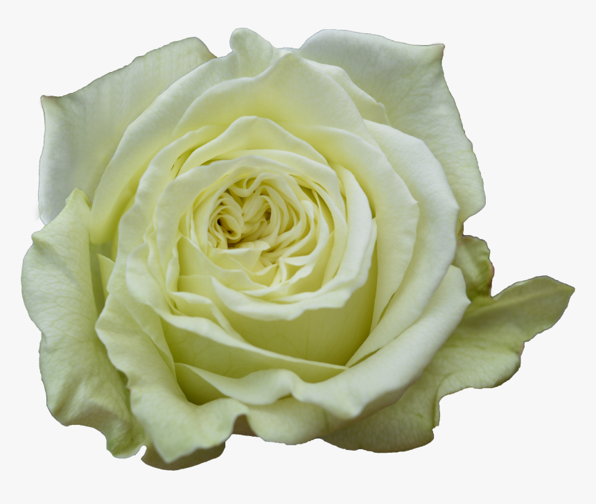 Lemon Pie Rose, HD Png Download, Free Download