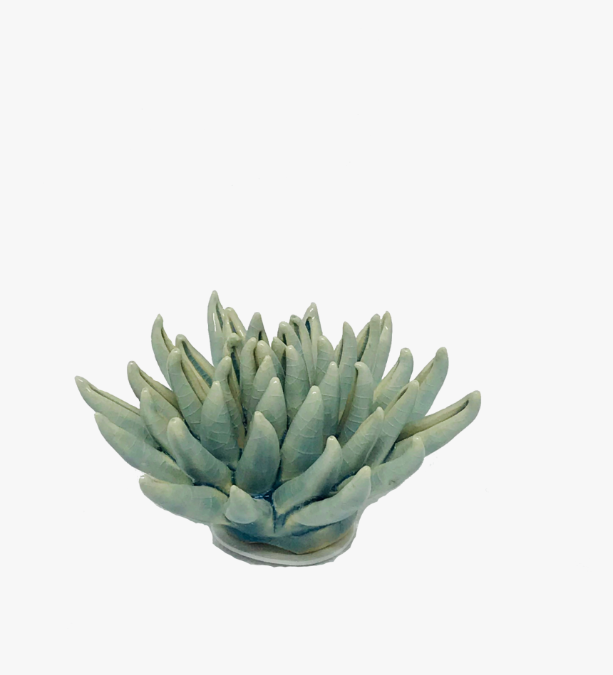 Agave Azul, HD Png Download, Free Download