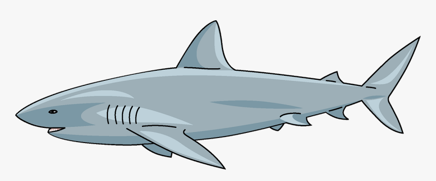 Great White Shark, HD Png Download, Free Download