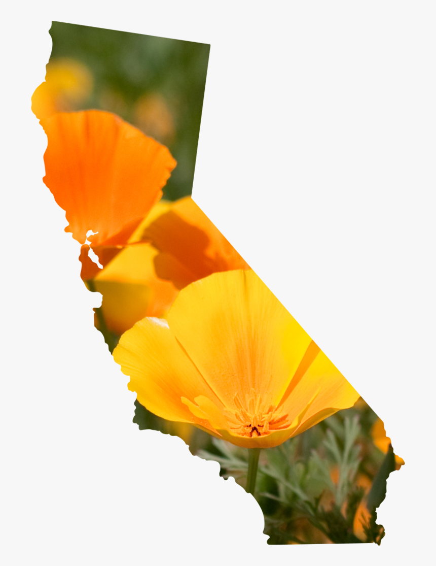 California - Eschscholzia Californica, HD Png Download, Free Download