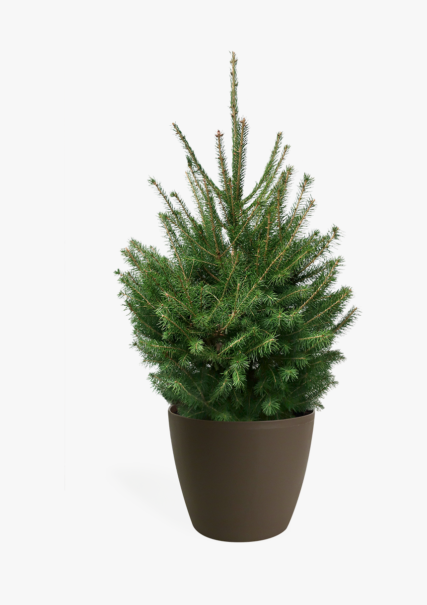 Christmas Tree, HD Png Download, Free Download