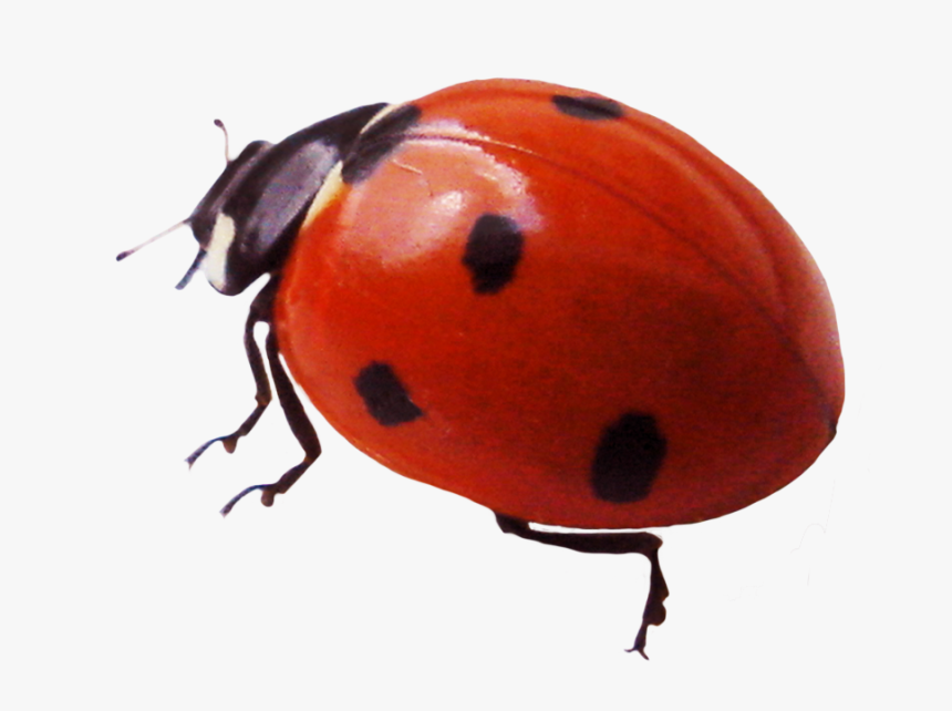 Beautiful Ladybug Clipart - Ladybug, HD Png Download, Free Download