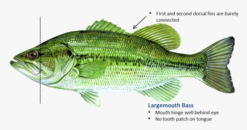 Largemouth Bass - Bass, HD Png Download, Free Download