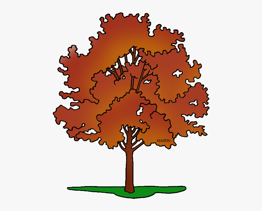 Maple Tree Clipart Banner Royalty Free United States - Rhode Island State Tree Drawing, HD Png Download, Free Download