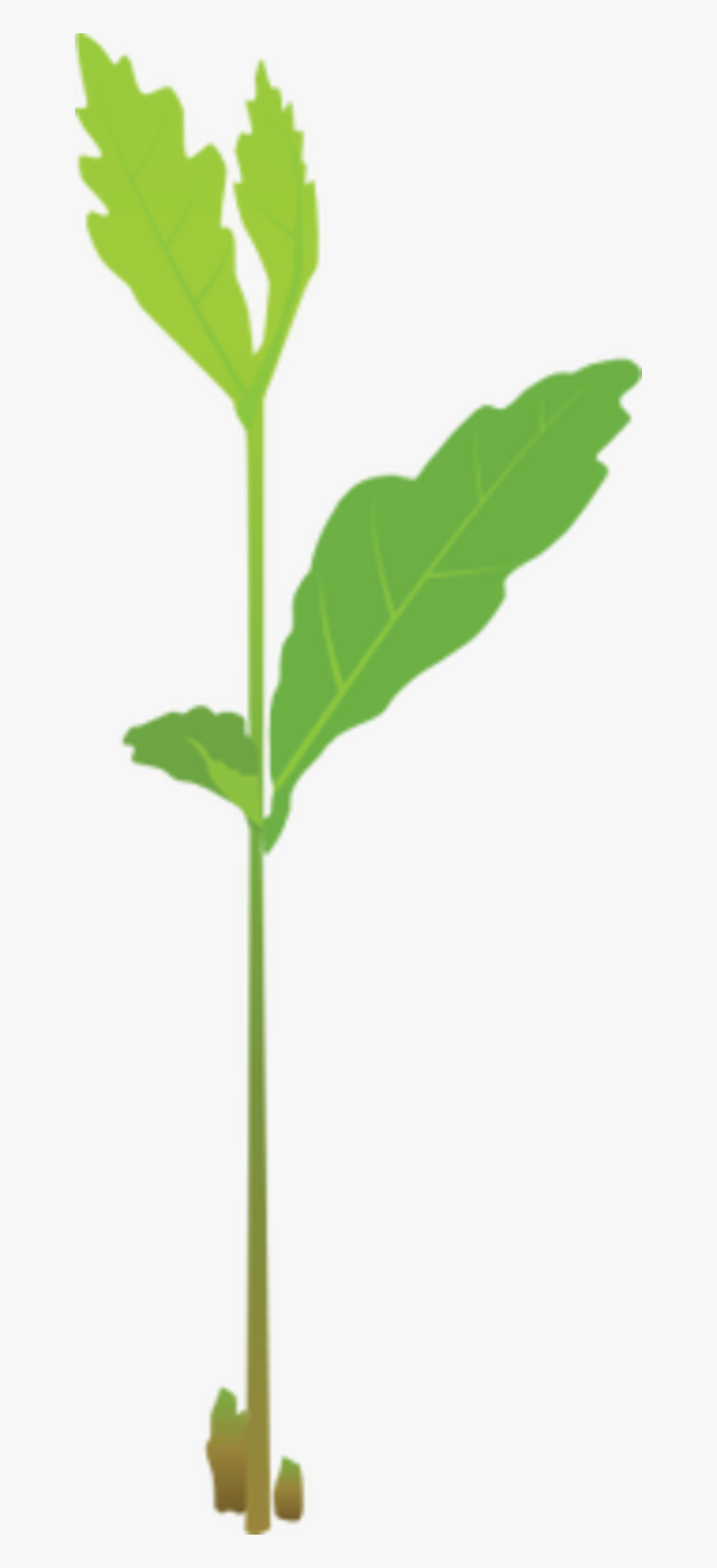 Oak Tree Sapling Png, Transparent Png, Free Download