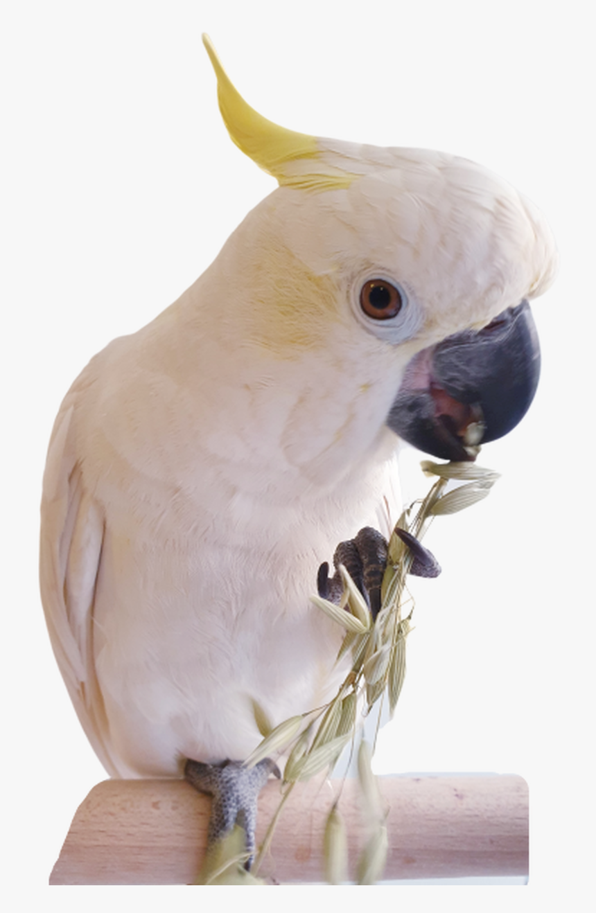 Dried Oats - Sulphur-crested Cockatoo, HD Png Download, Free Download