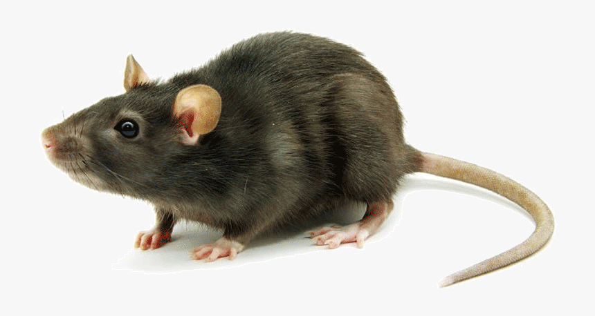 Black Rat Control Kommetjie In The Roof Of Your Home - Baking Soda Rat Poison, HD Png Download, Free Download