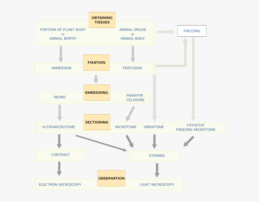 Histological Processing - Fixation In Histological Techniques, HD Png Download, Free Download
