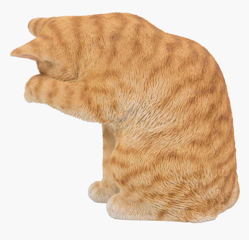 Tabby Cat Png, Transparent Png, Free Download