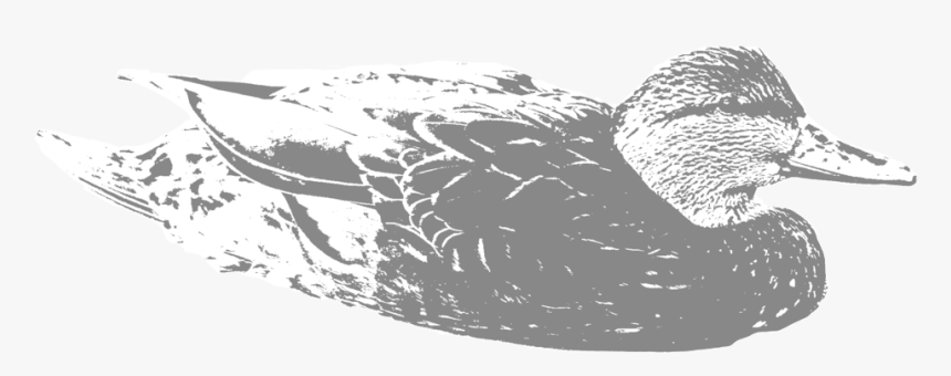 Black-duck - Mallard, HD Png Download, Free Download