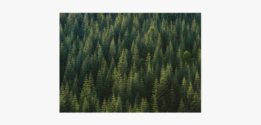 Trees, HD Png Download, Free Download