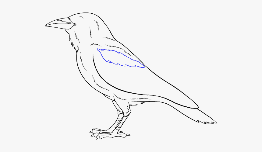 How To Draw Raven - Raven Draw, HD Png Download, Free Download
