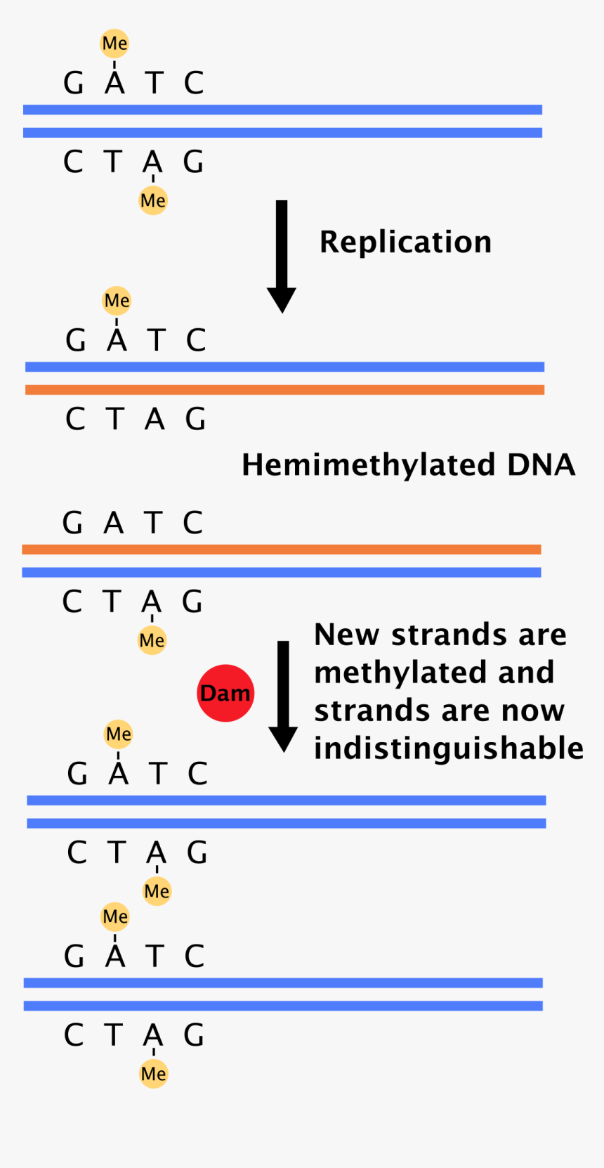 Hemimethylation, HD Png Download, Free Download