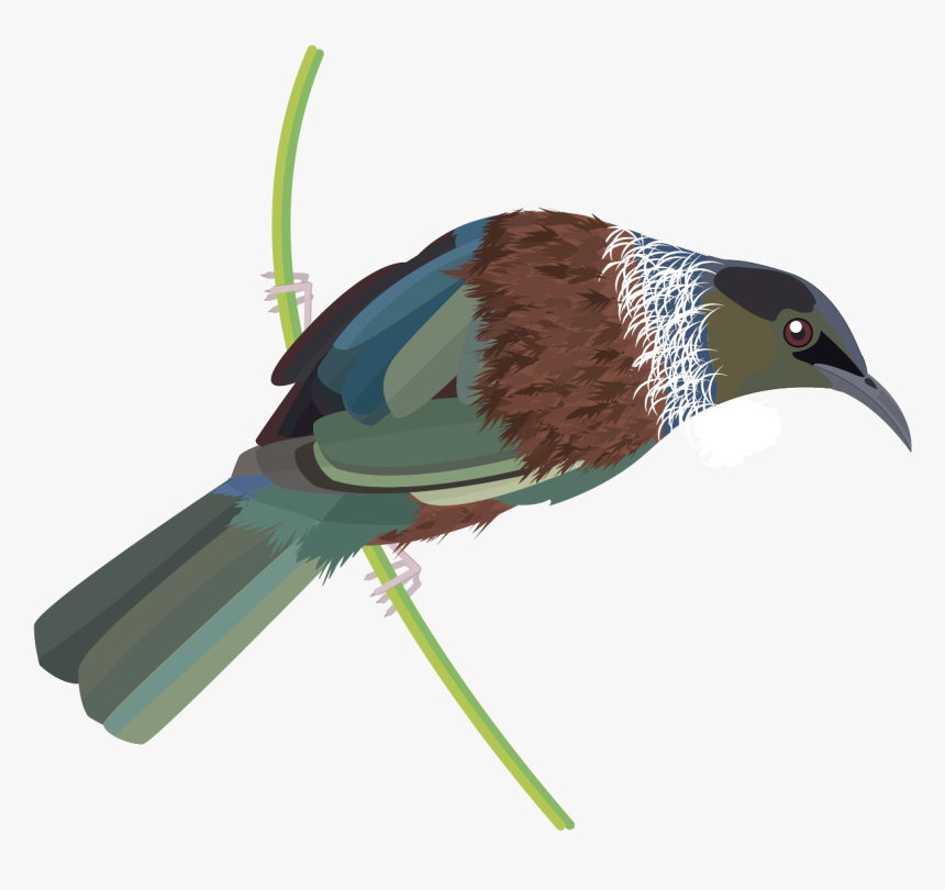 tui bird clipart template