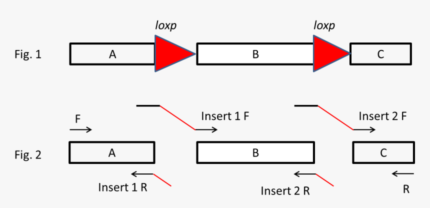 Diagram, HD Png Download, Free Download