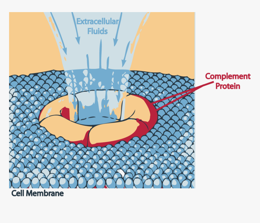 Enter Image Description Here - Cell Lysis Complement System, HD Png Download, Free Download