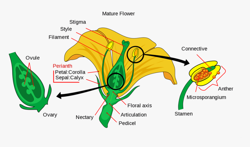 Diagram Showing The Main Parts Of A Mature Perfect - Sexual Reproduction Of Flower, HD Png Download, Free Download